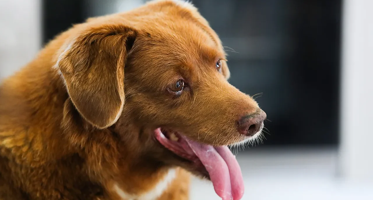 Bobi: el perro más longevo cruzó el puente del arcoíris