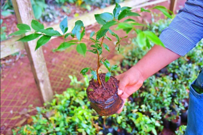 ¡Plantan árboles sobre la Avda. Eusebio Ayala!