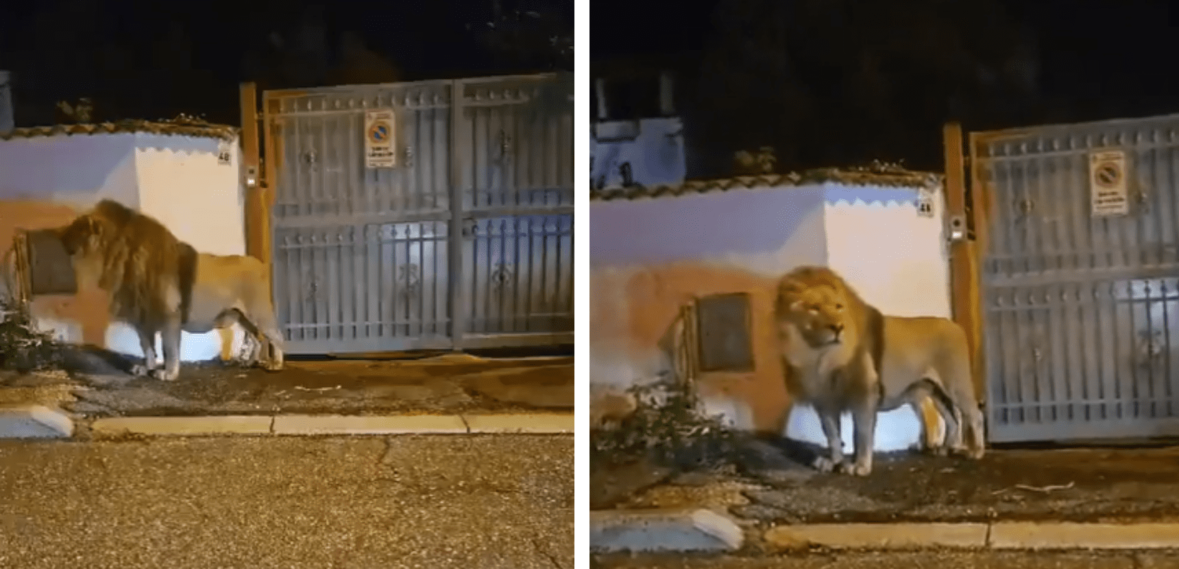 Un león fugitivo del circo causa caos en las calles