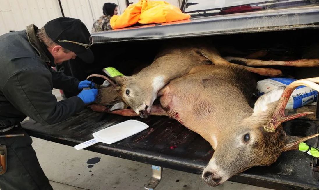 Alerta por el «virus del ciervo zombie»