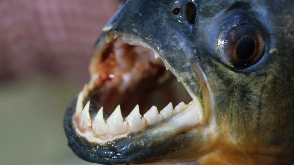 Playa municipal de Pilar suspendida por ataques de pirañas