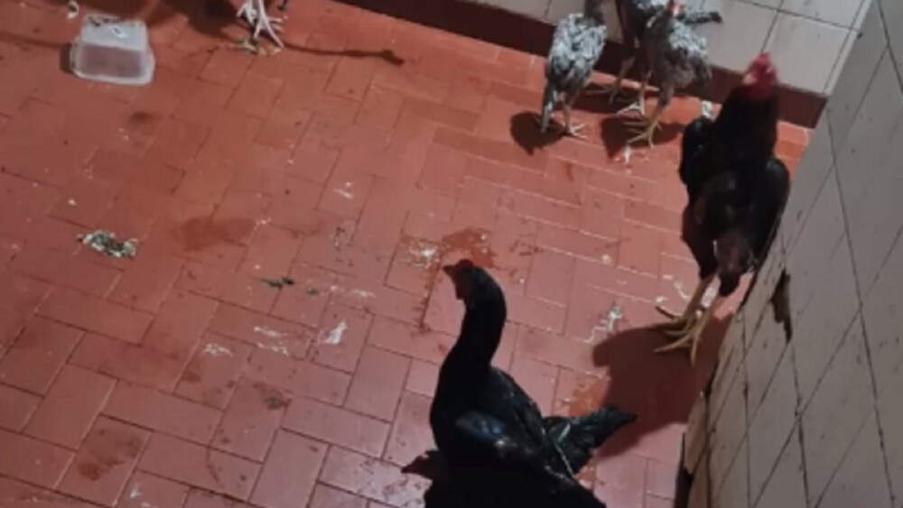 Confiscan 66 gallos de riña en Tacumbú