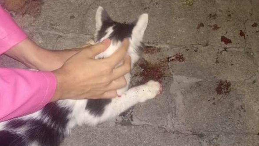 Hombre lanzó a un gato contra una muralla en Limpio