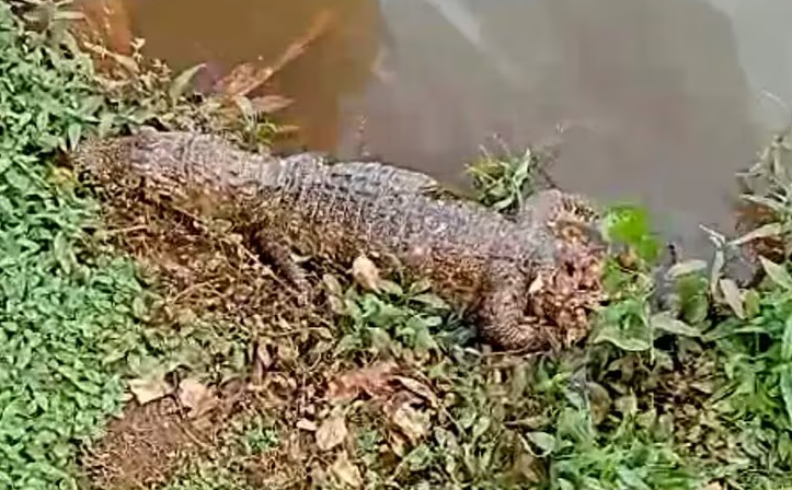 CDE: Matan a yacaré del Lago de la República