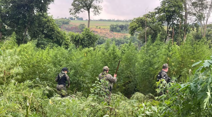 Destruyen 4.500 kilos de marihuana en Canindeyú
