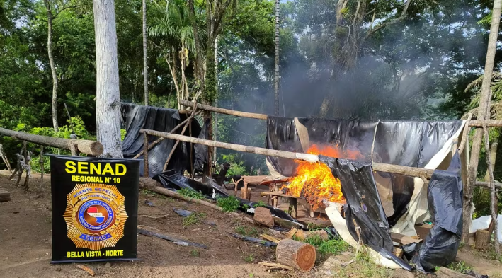 Seis toneladas de droga destruidas en operativo en Canindeyú