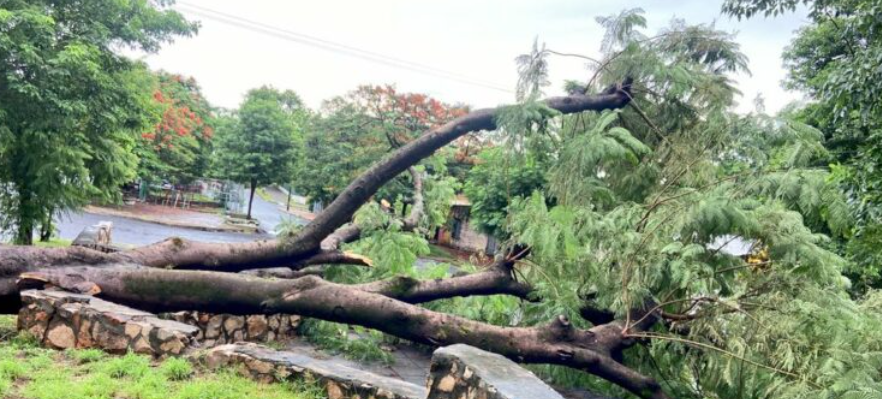 Árboles derribados y basura acumulada tras el paso de la tormenta