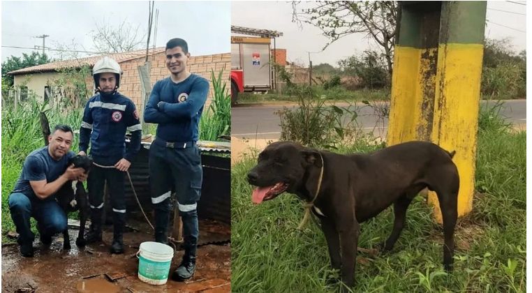 Encontró a su perrito luego de un año