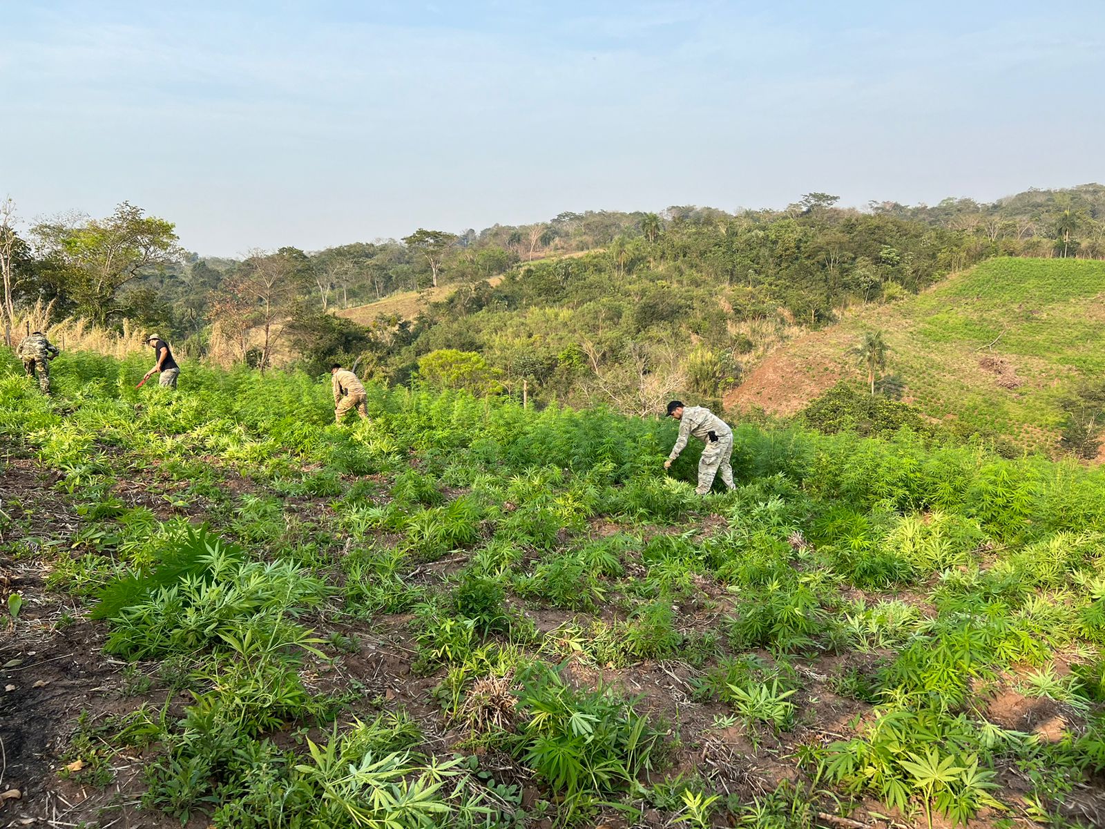 Destruyen 24 toneladas de marihuana en operativo en Caaguazú