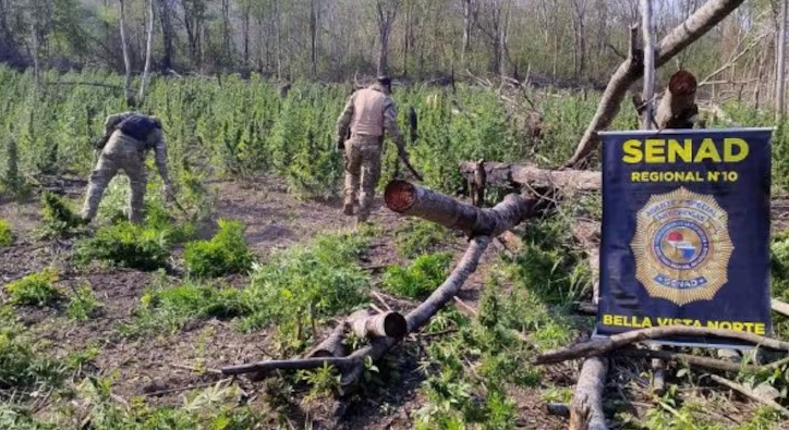 Senad erradica 15 toneladas de marihuana en Bella Vista Norte
