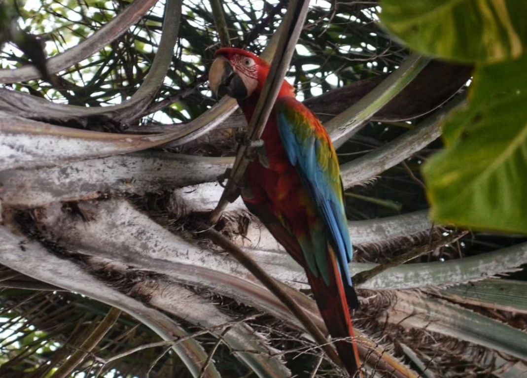 Asora: Incentivan al cuidado de los guacamayos