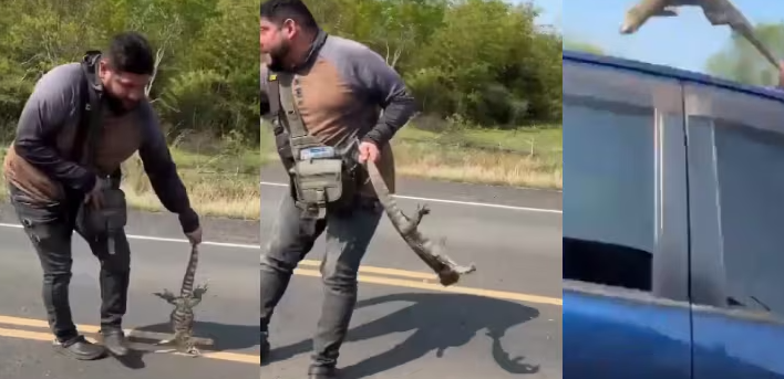 Misiones: Intentó rescatar a un lagarto y fue arrollado por un auto