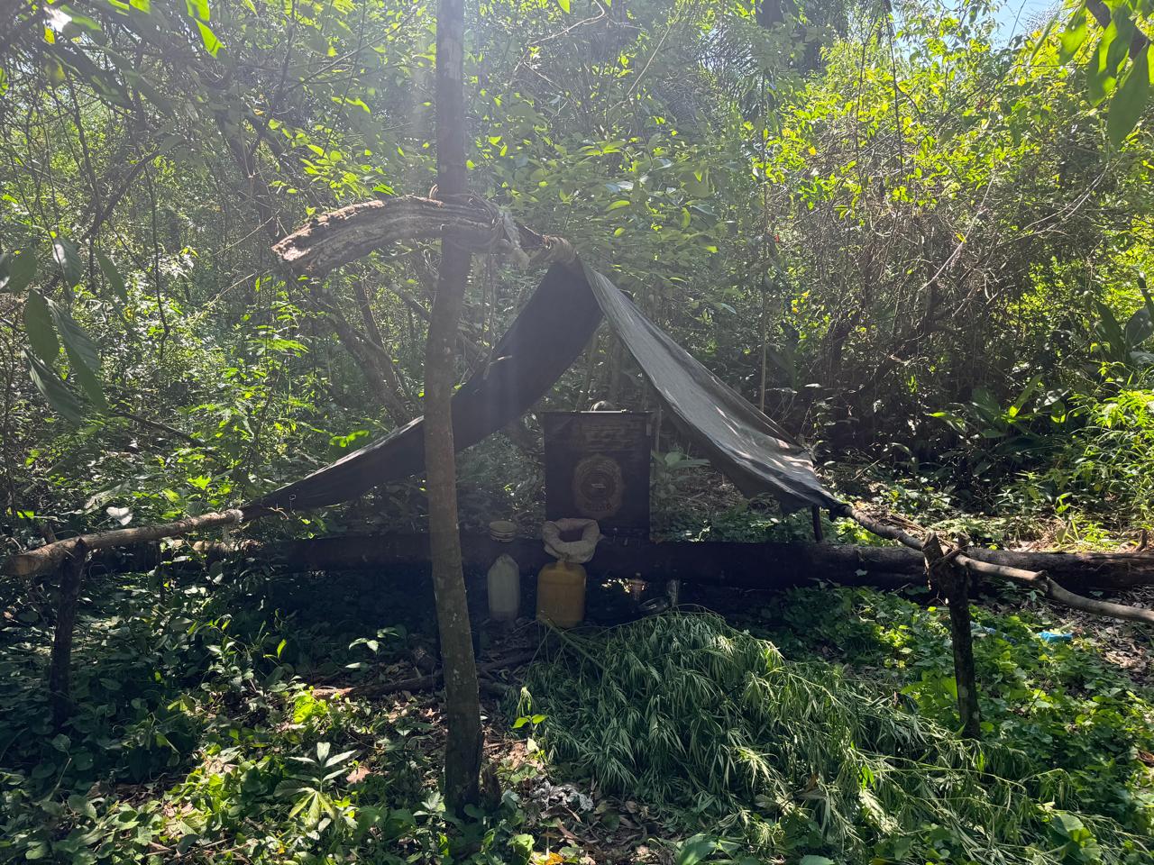 Senad anula centro de producción de marihuana en Canindeyú