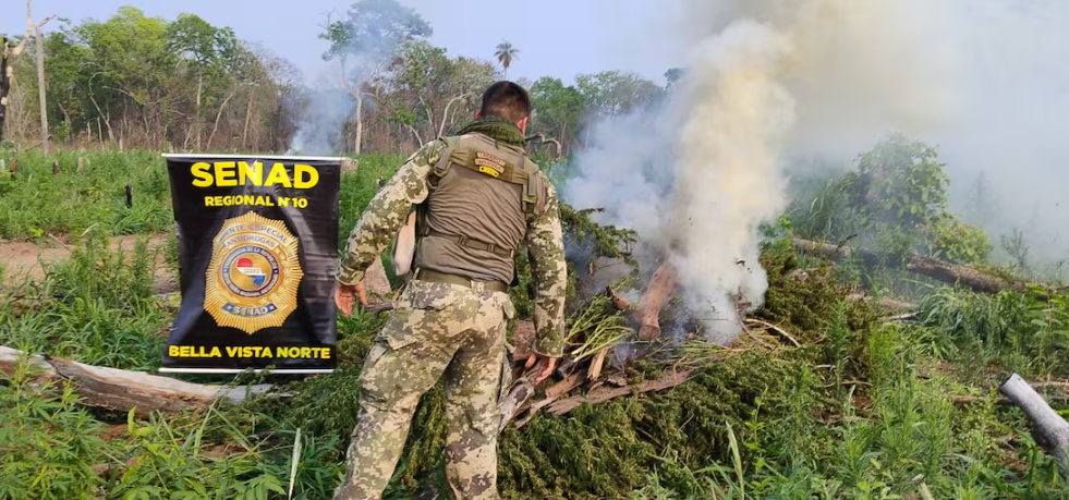 Senad desmantela campamentos de producción de marihuana