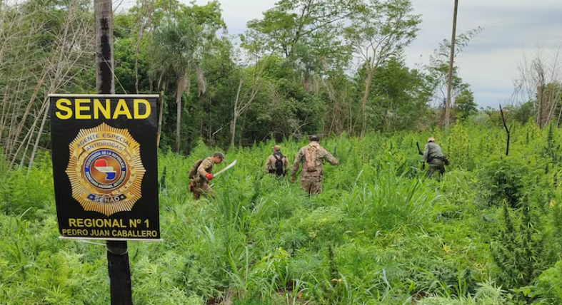 Senad erradica 21 toneladas marihuana en Amambay