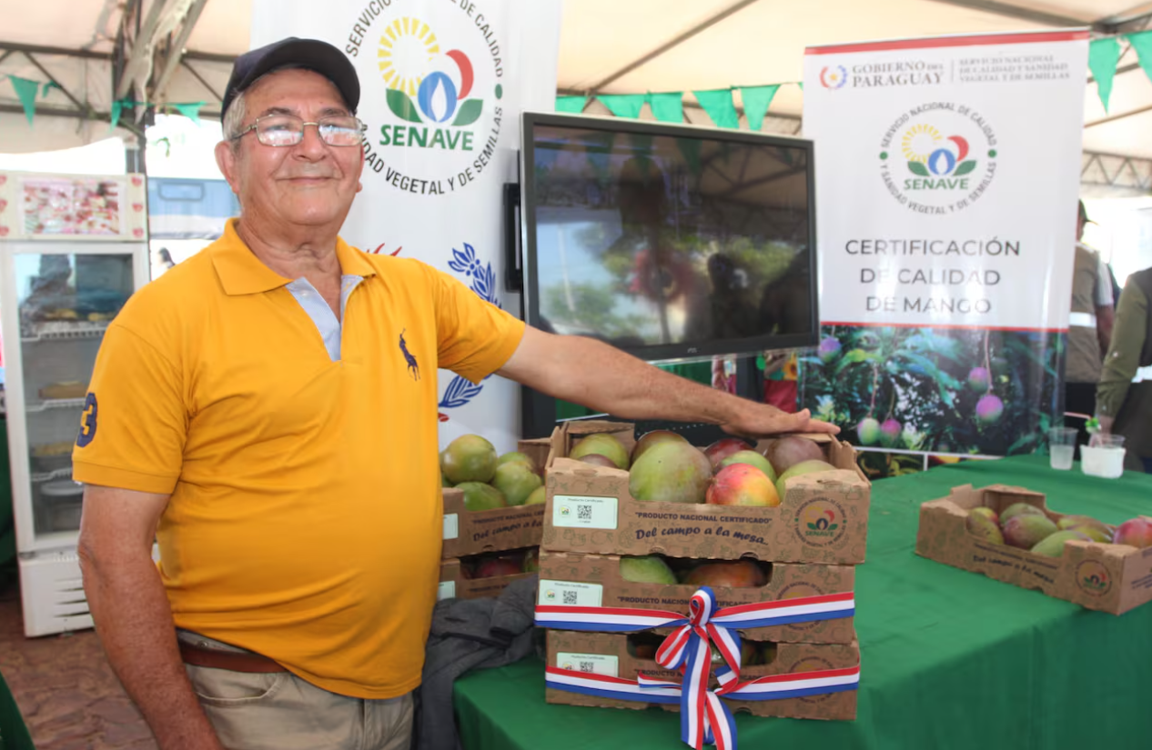 Mango paraguayo obtiene certificación y apunta al mercado chileno