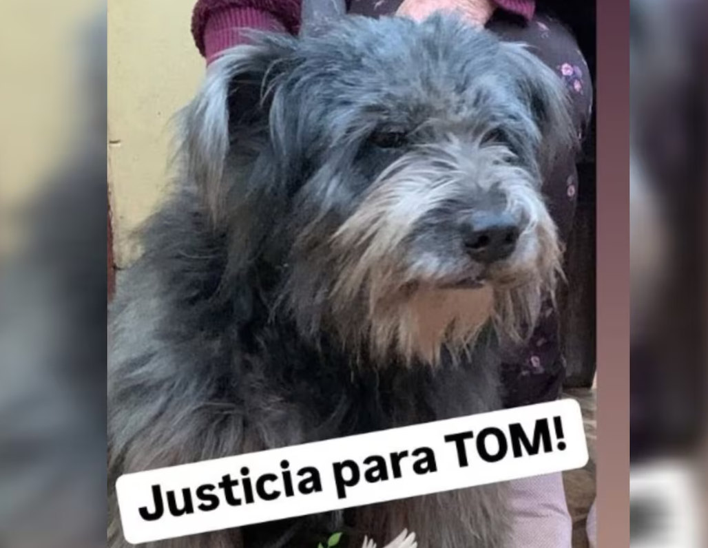 Familia envió a su perro a una guardería y se lo devolvieron sin vida