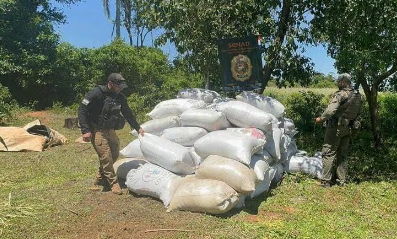 Senad incauta más de 7 toneladas de marihuana