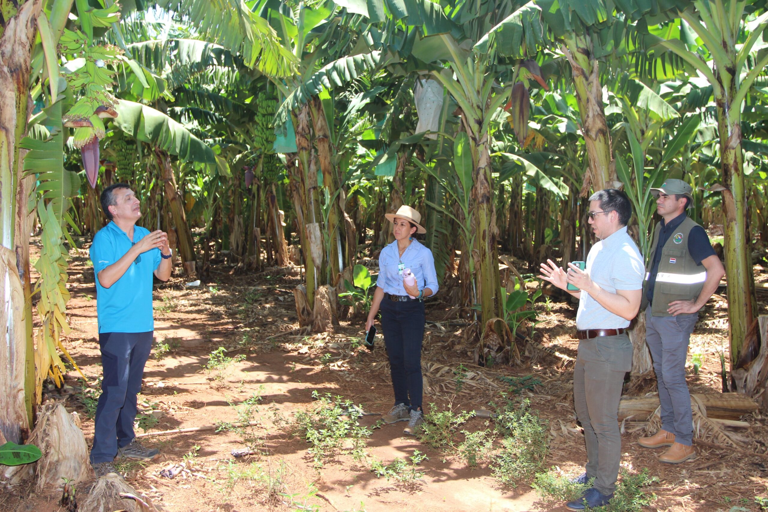 Impulsan simulacro internacional para enfrentar el Fusarium Raza 4 Tropical en Paraguay