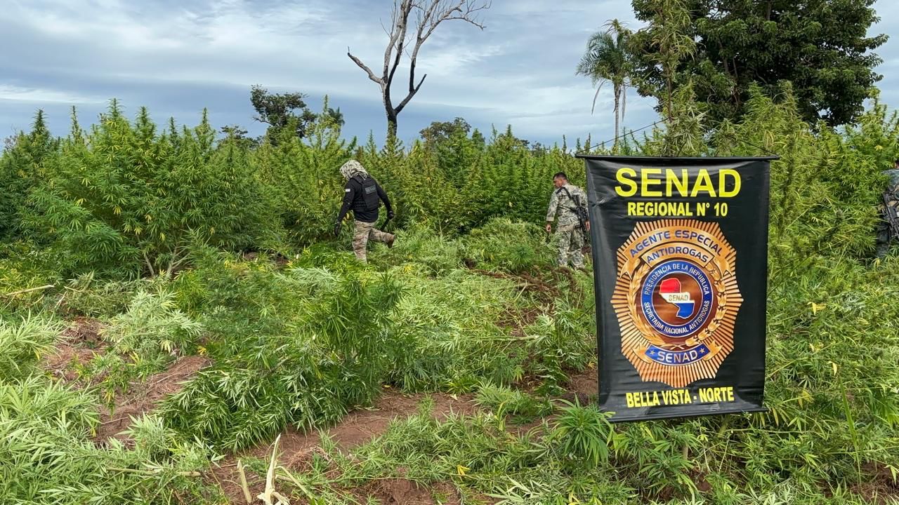 Senad erradica 27 toneladas de marihuana en Bella Vista Norte