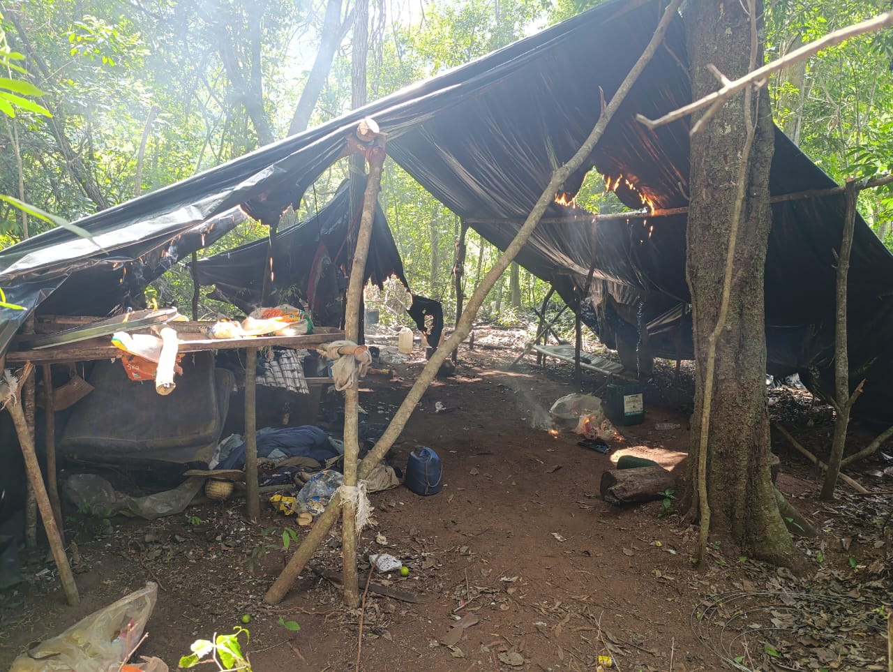 Golpe histórico al narcotráfico: Destruyen 656 toneladas de marihuana