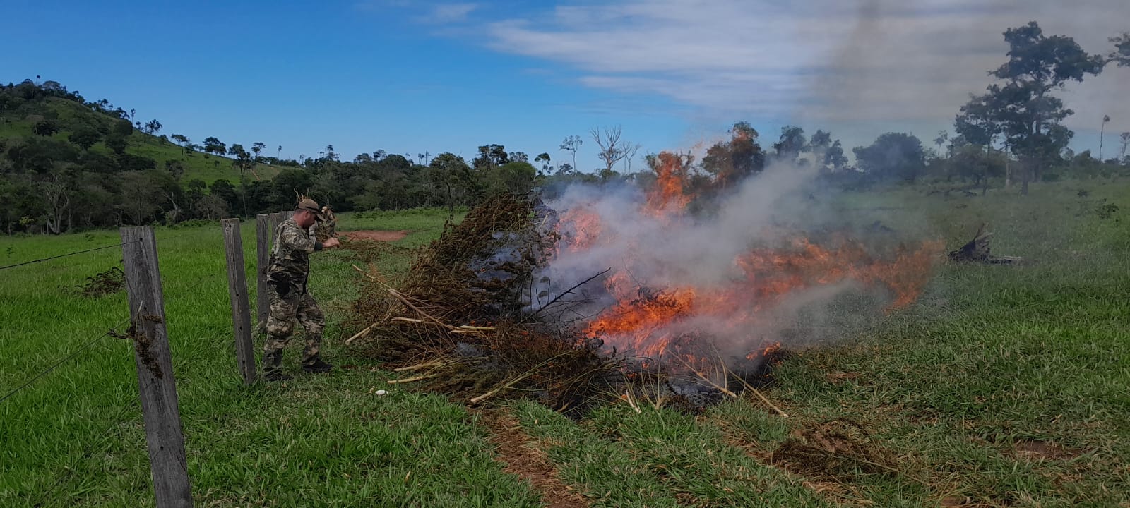 Anulan más de 218 toneladas de marihuana en Amambay