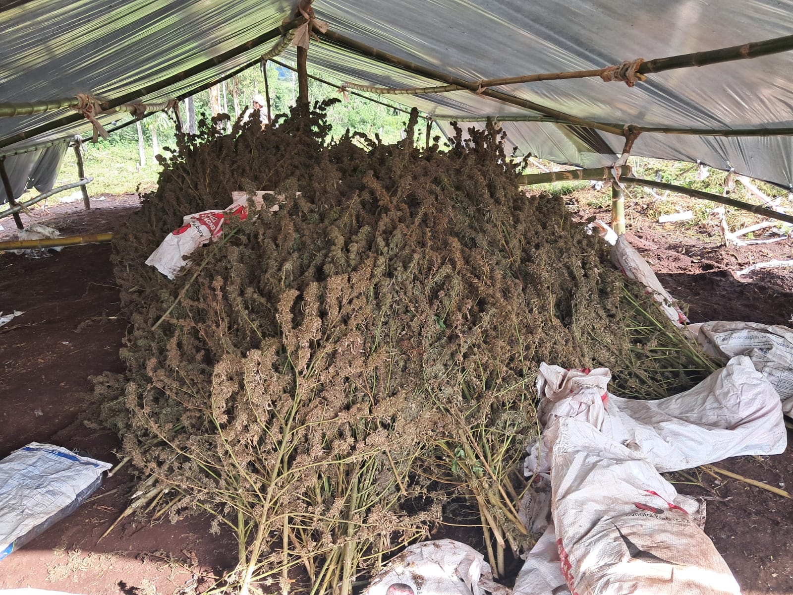 SENAD deja fuera de circulación 30 toneladas de marihuana en Amambay