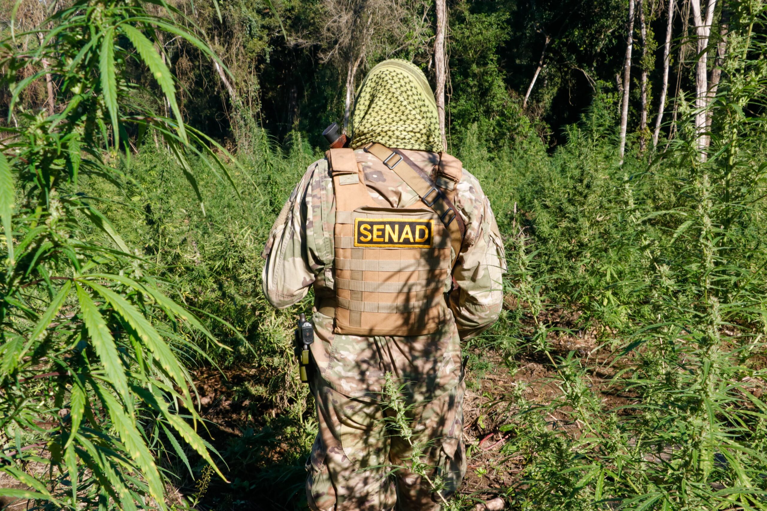 Operación Mbaracayú II: destruyen más de 100 hectáreas de marihuana en reserva natural