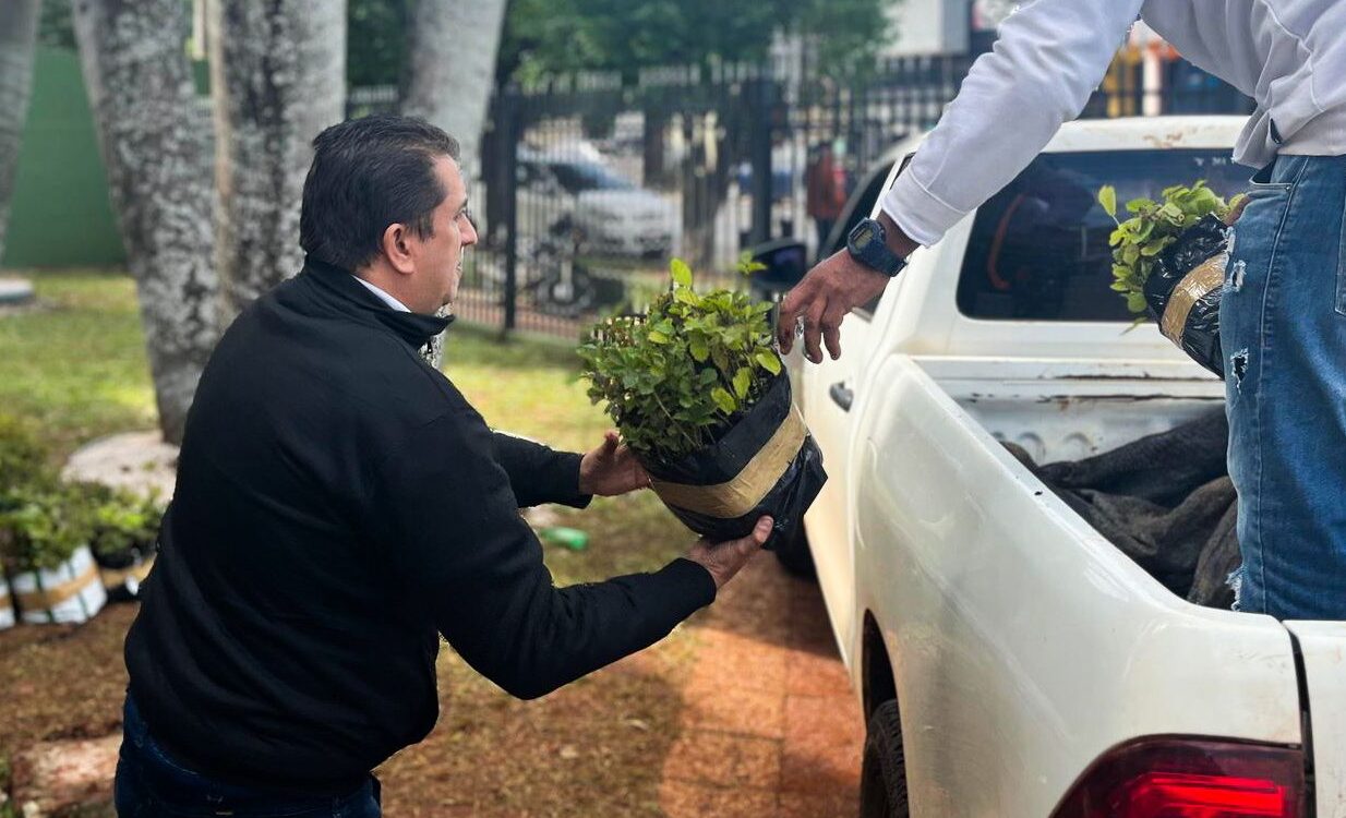 Reforestan Caaguazú con 10.000 lapachos para restaurar ecosistemas