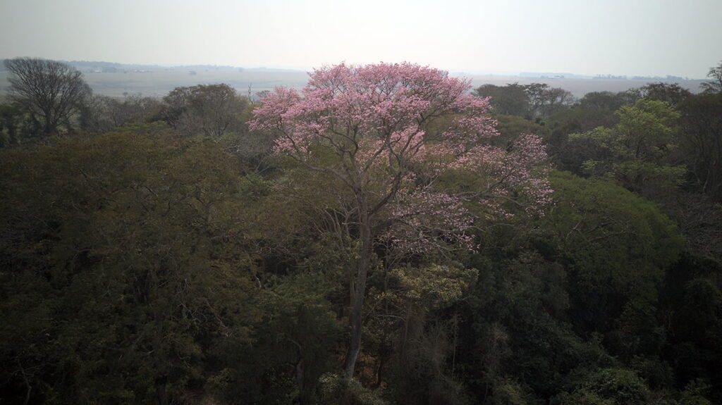Colosos de la Tierra: El Árbol más alto del Paraguay (2021)