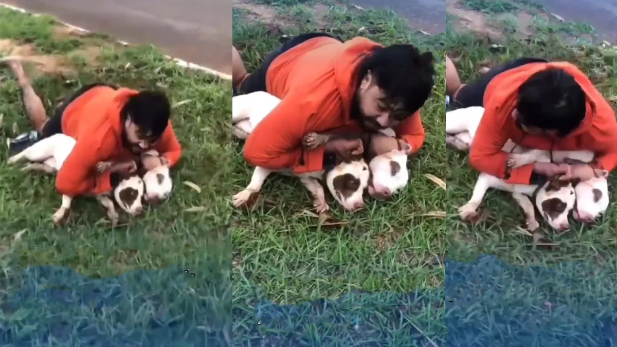 Video: Un hombre logra salvarse del ataque mortal de dos pitbulls