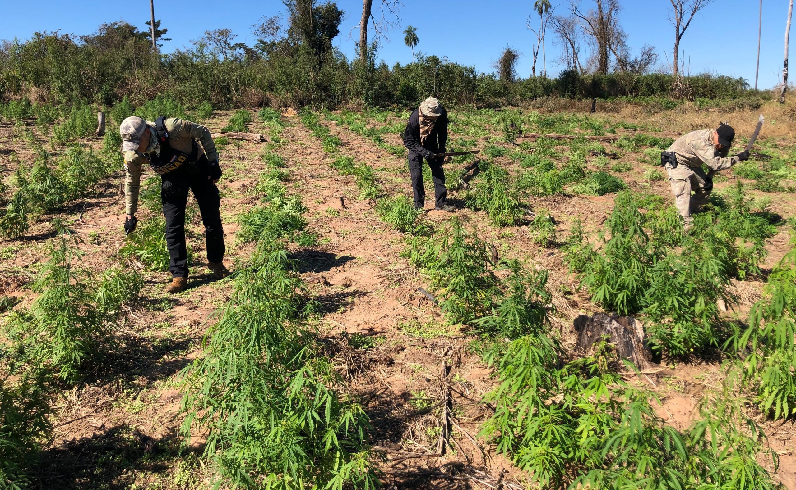 Senad erradica marihuana en comunidad indígena de Canindeyú