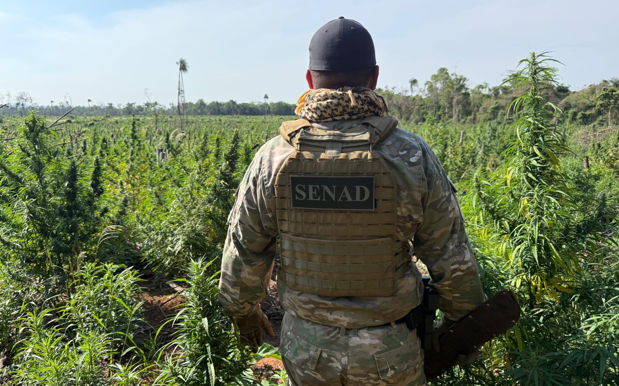 Destruyen complejos narcos por más de USD 900.000