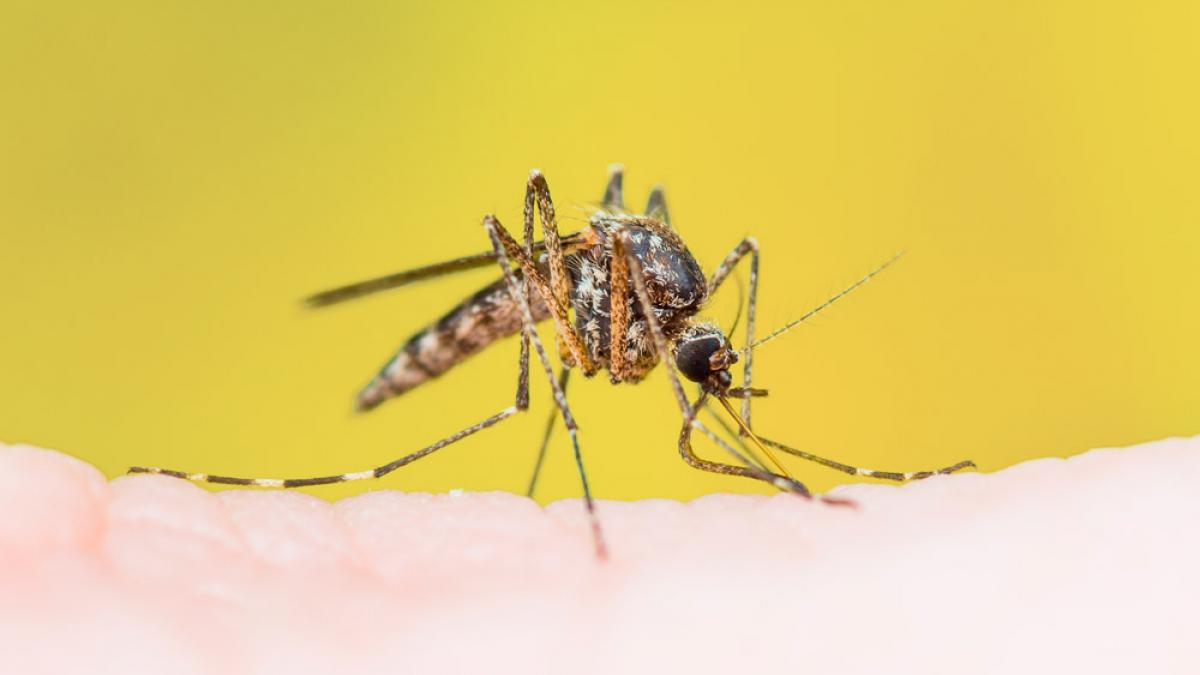 La fiebre amarilla avanza en Sudamérica: ¿Qué tan protegido está Paraguay?