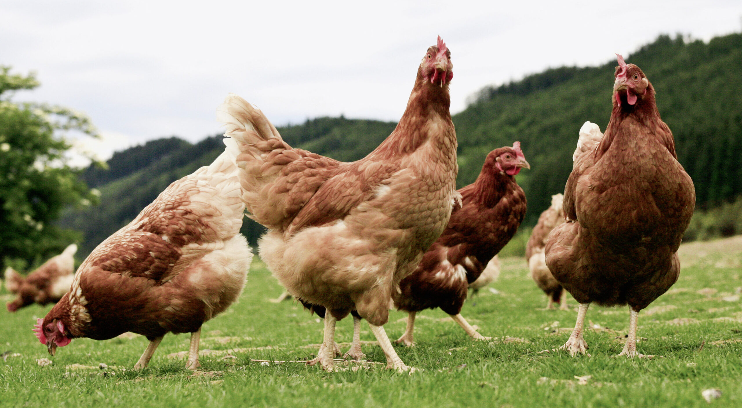 Paraguay suspende la importación avícola argentina ante la amenaza de gripe aviar