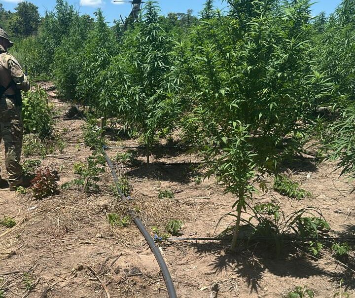 Detectan cultivos con sistema de regadío en el Parque Nacional de Caazapá