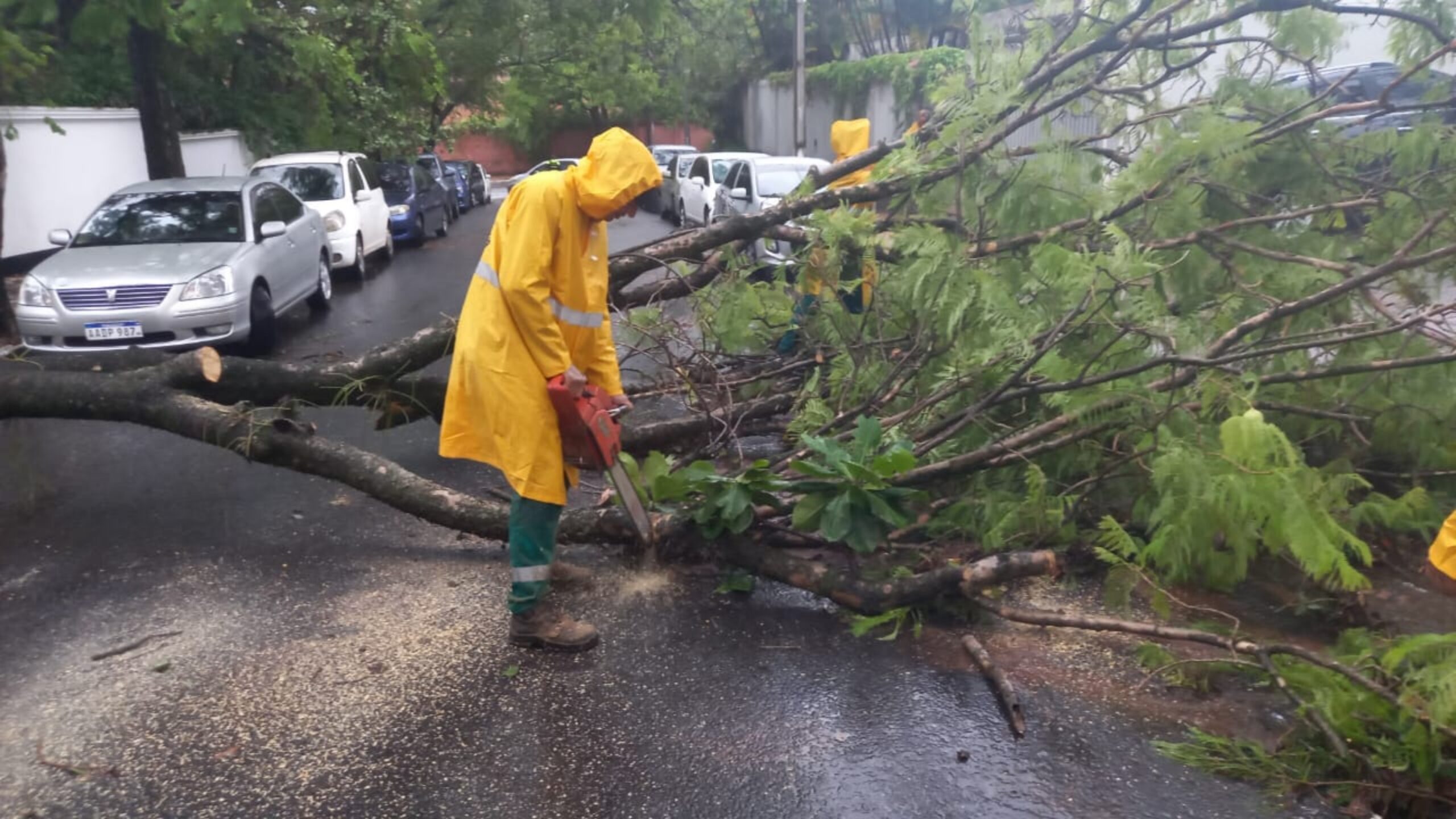 De la tormenta a la plaza: La madera de los árboles caídos revive en Asunción