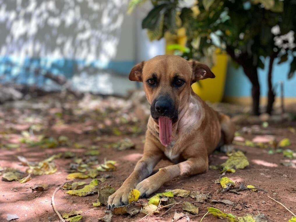 ¡De no creer! Ordenan el regreso de Canela con el dueño anterior