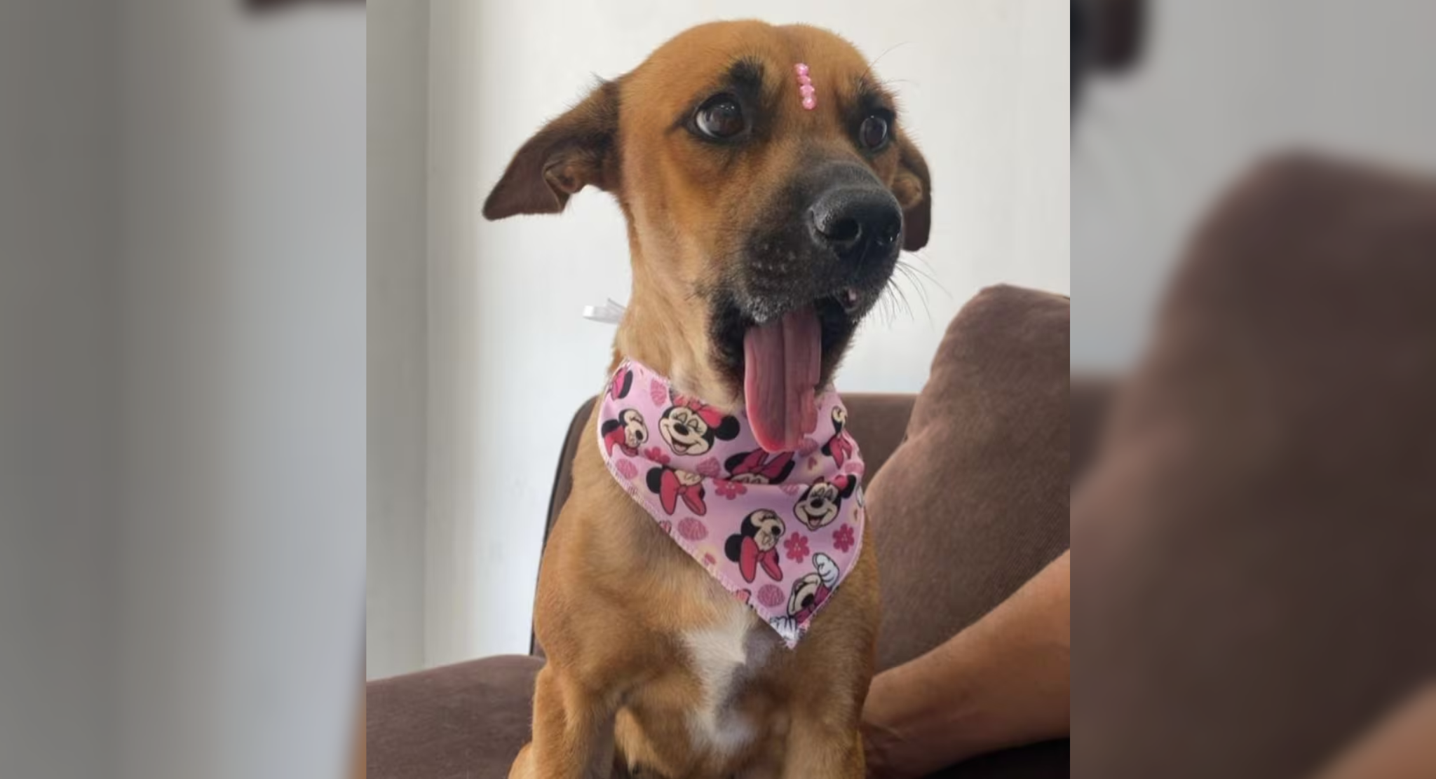Caso Canela: Defensa Animal busca frenar decisión judicial y pide la custodia oficial de la perrita
