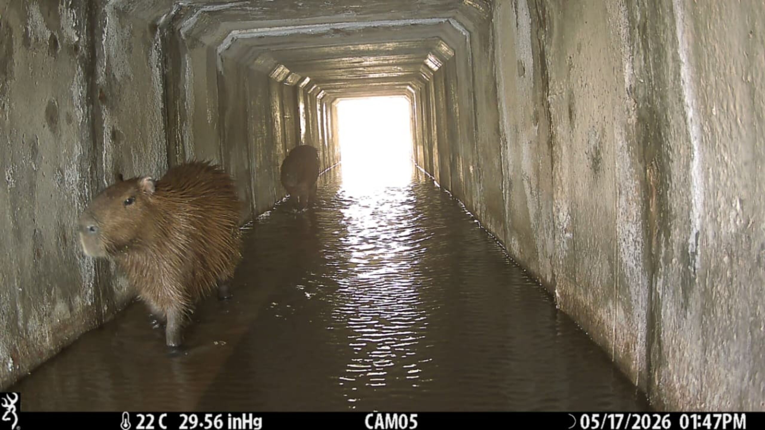 Fauna del Chaco comienza a utilizar pasos especiales del Corredor Bioceánico