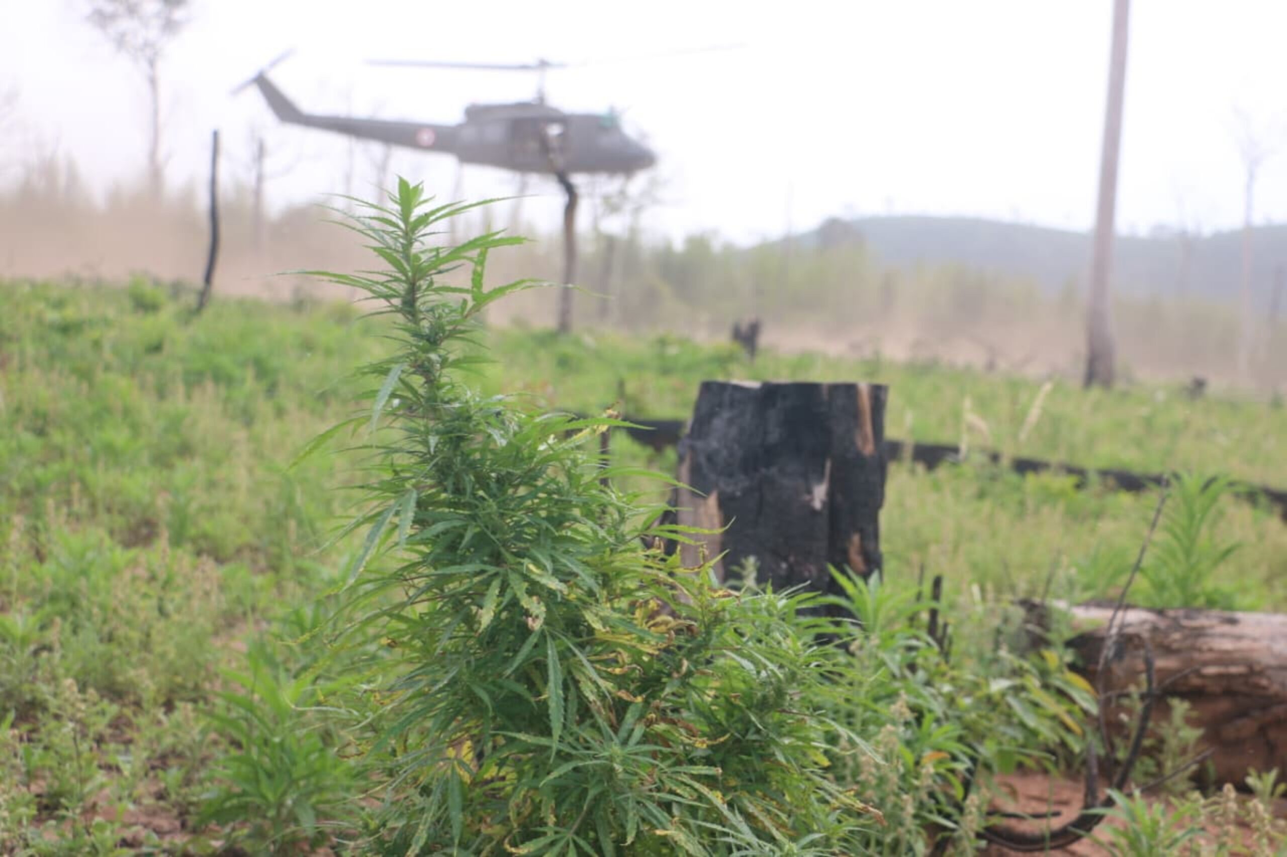 Operativo contra el narcotráfico destruye más de 436 toneladas de marihuana
