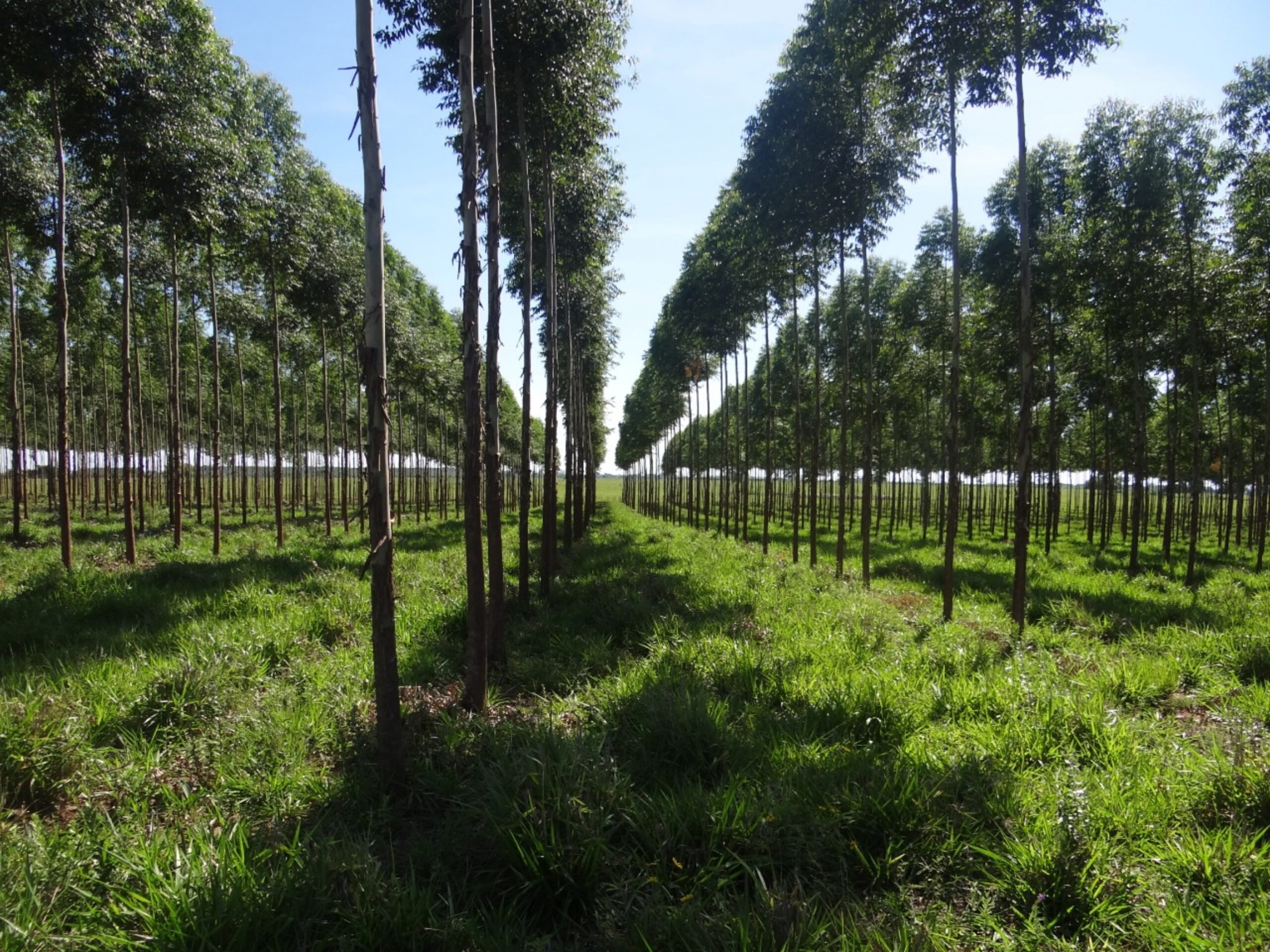 Paraguay acelera su desarrollo forestal y supera los USD 100 millones en exportaciones