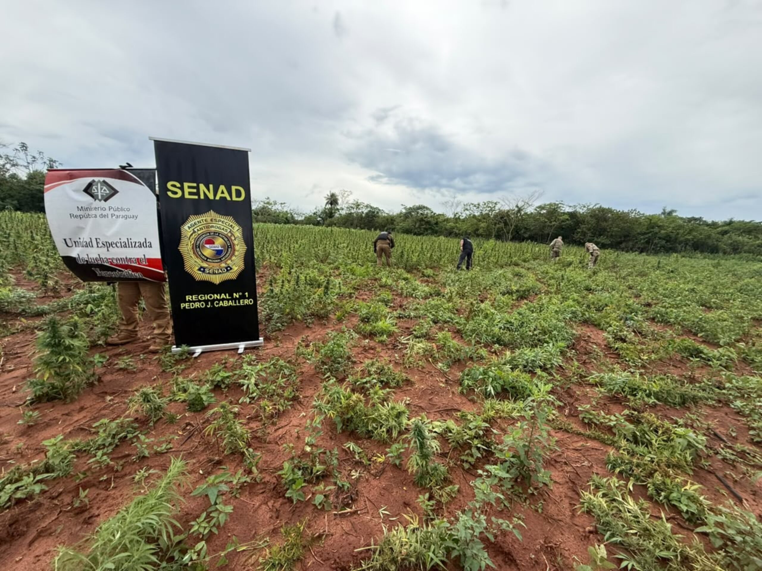 Un cultivo con riego e iluminación: SENAD desbarata estructura en Karapa’i